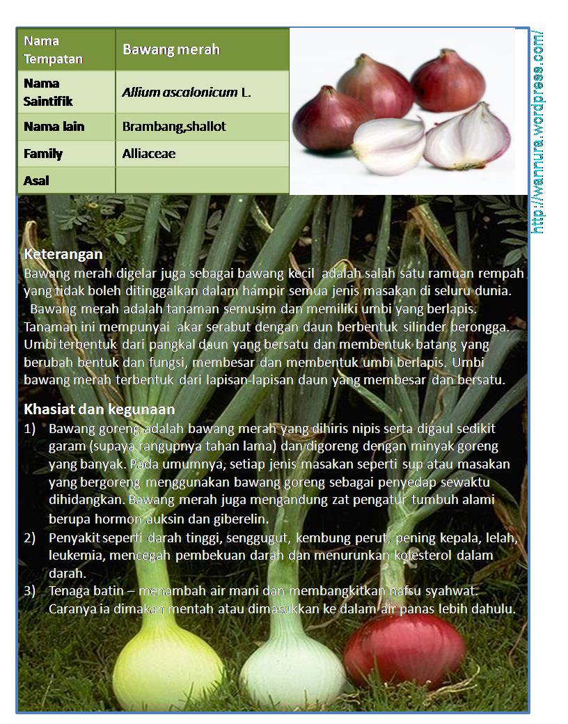 Bawang merah (shallot) – Allium ascalonicum L.  Wannura