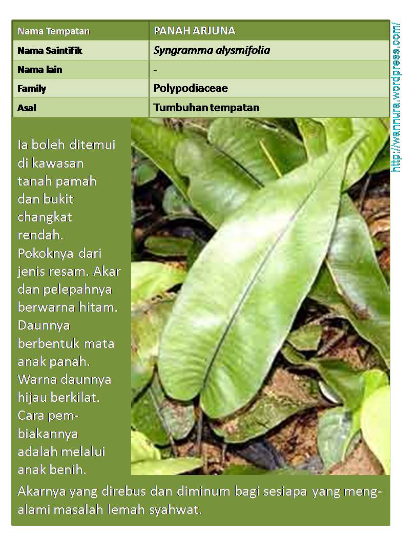 PANAH ARJUNA (Syngramma alysmifolia) HERBA LEMAH SYAHWAT 