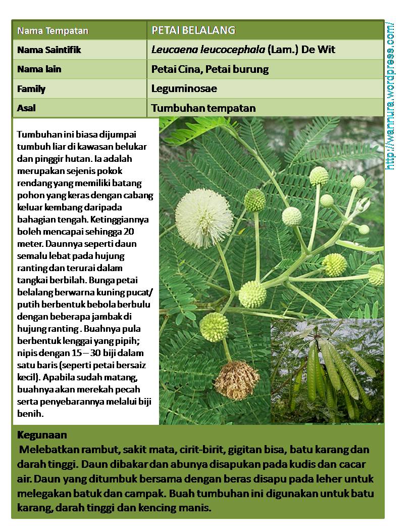 PETAI BELALANG (Leucaena leucocephala) RAWAT BATU KARANG 
