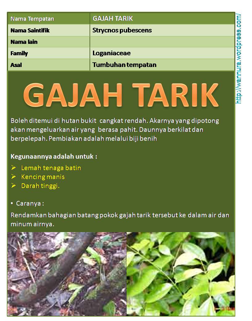 GAJAH TARIK (Strycnos pubescens) RAWAT LEMAH TENAGA BATIN 