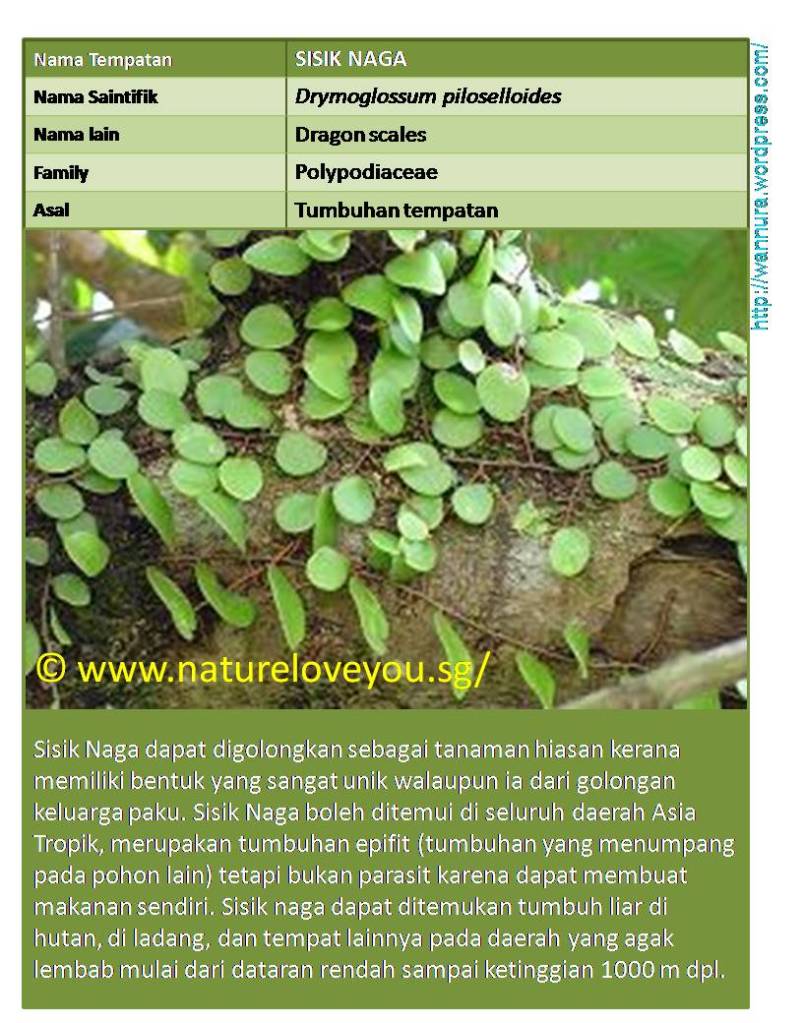SISIK NAGA (Drymoglossum piloselloides) HERBA PENYAKIT 