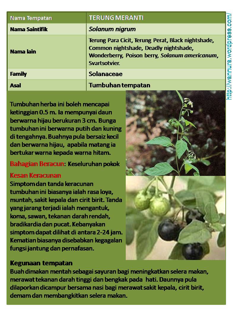 TERUNG MERANTI (Solanum nigrum) MERAWAT BENGKAK HATI  Wannura