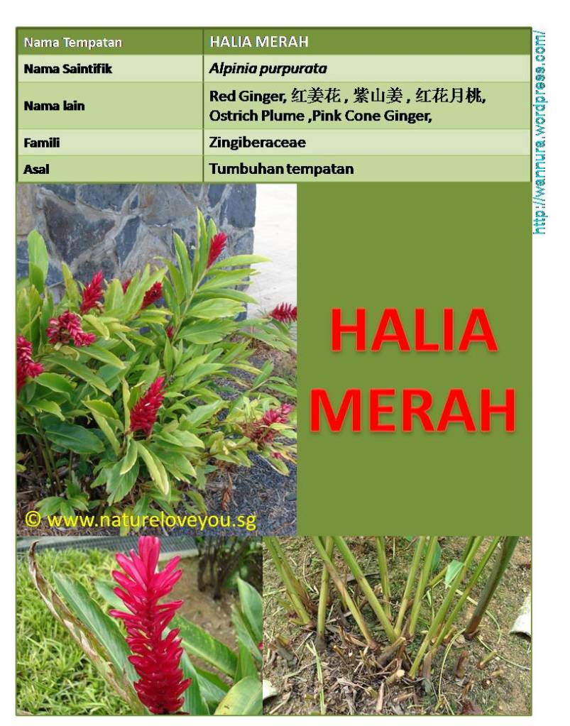 HALIA MERAH (Alpinia purpurata) PENGGANTI VIAGRA  Wannura