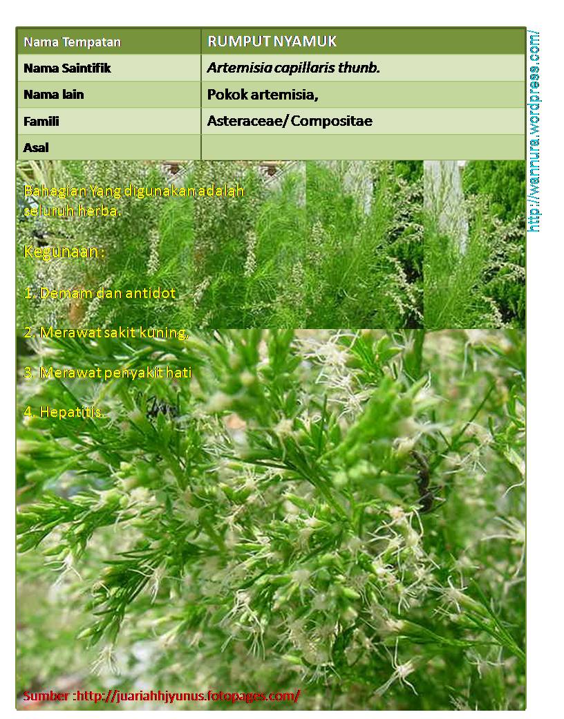 RUMPUT NYAMUK (Artemisia capillaris thunb.) UNTUK MERAWAT 
