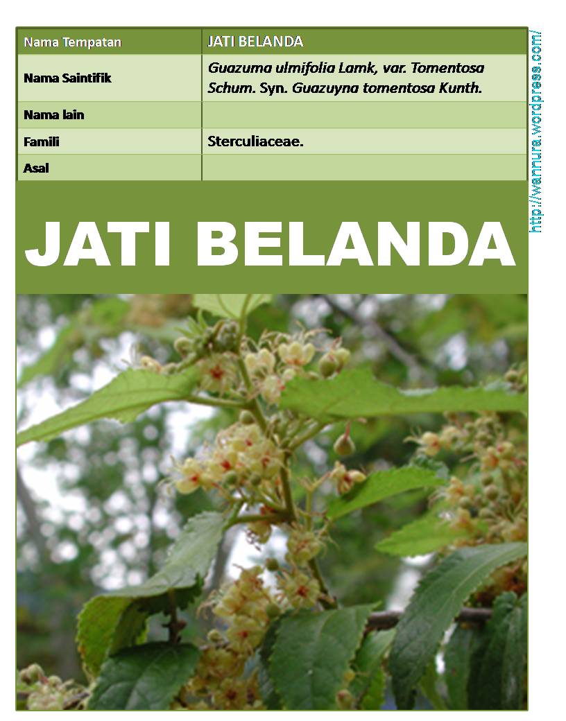 JATI BELANDA (Guazuma ulmifolia Lamk.)  Wannura