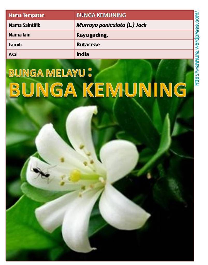 BUNGA MELAYU : BUNGA KEMUNING (Murraya paniculata (L 
