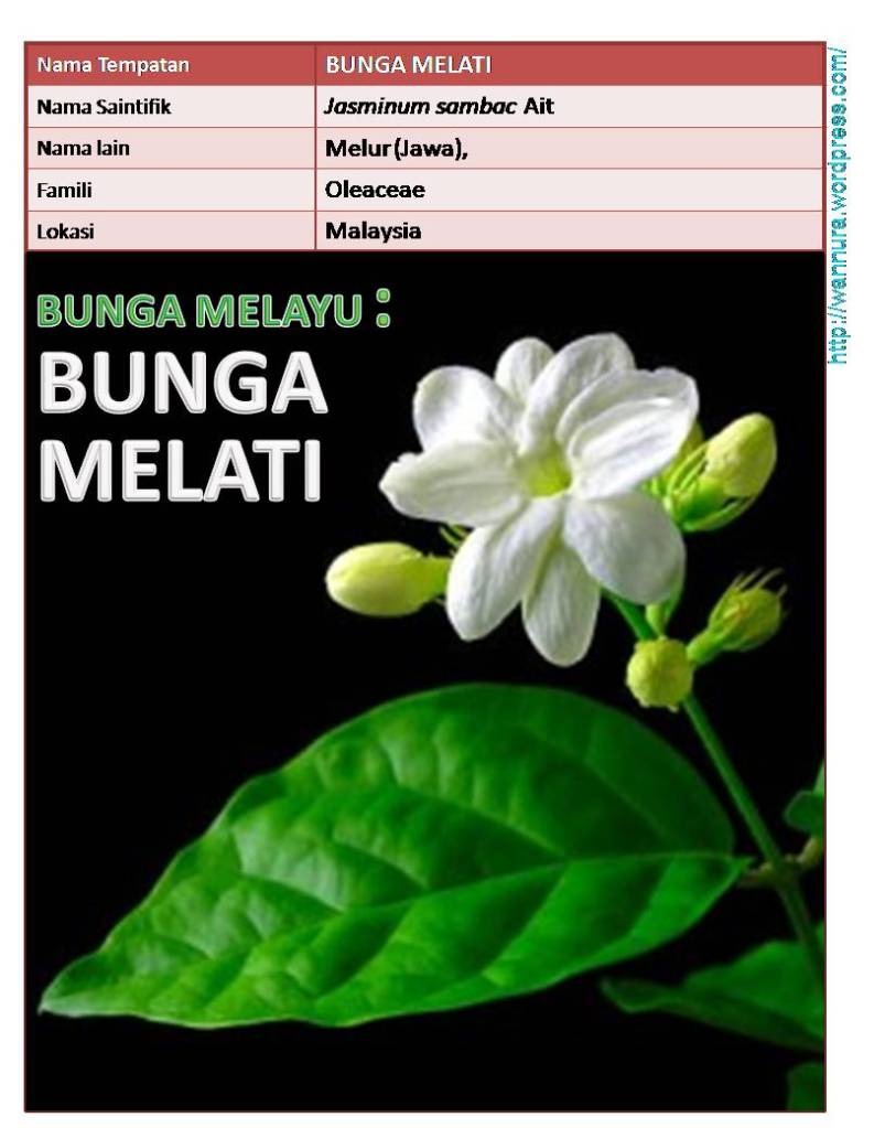BUNGA MELAYU: BUNGA MELATI (Jasminum sambac)  Wannura