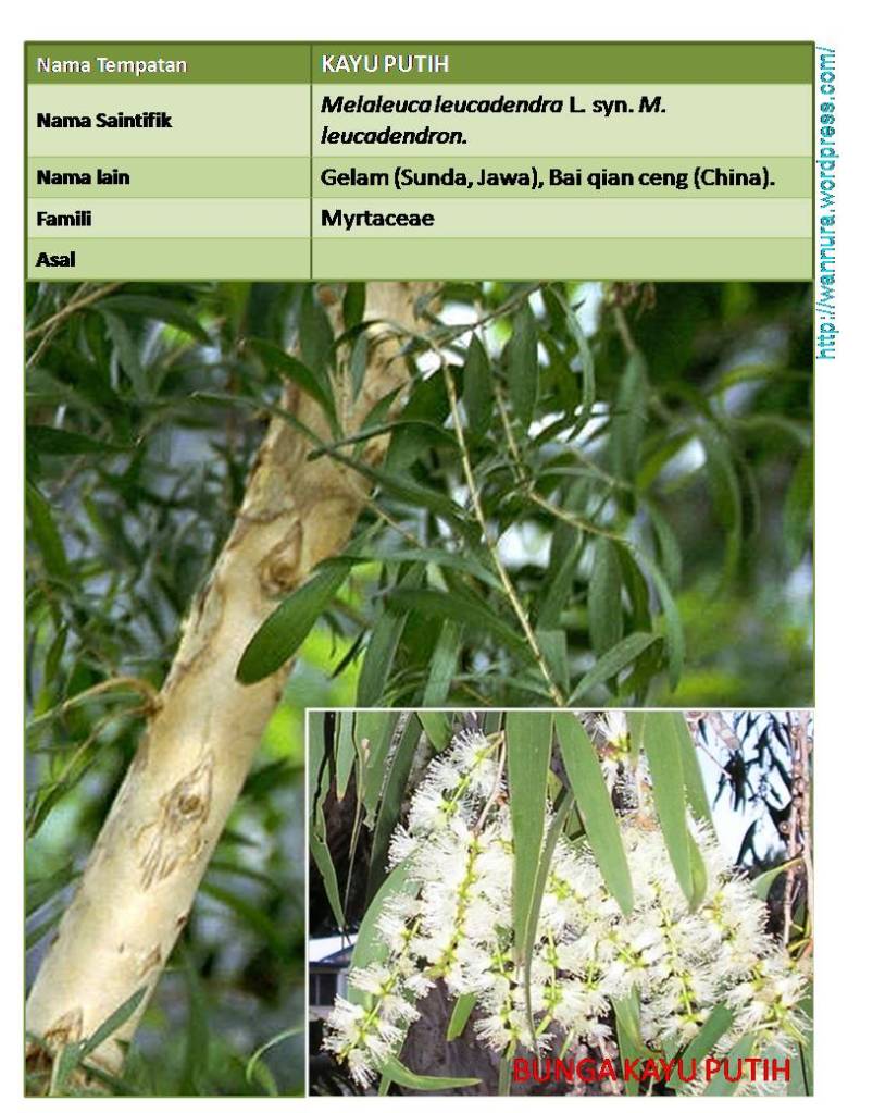 KAYU PUTIH (Melaleuca leucadendra L.) POKOK PELBAGAI GUNA 