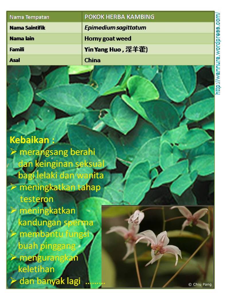 POKOK KAMBING (Epimedium sagittatum) PERANGSANG BERAHI 