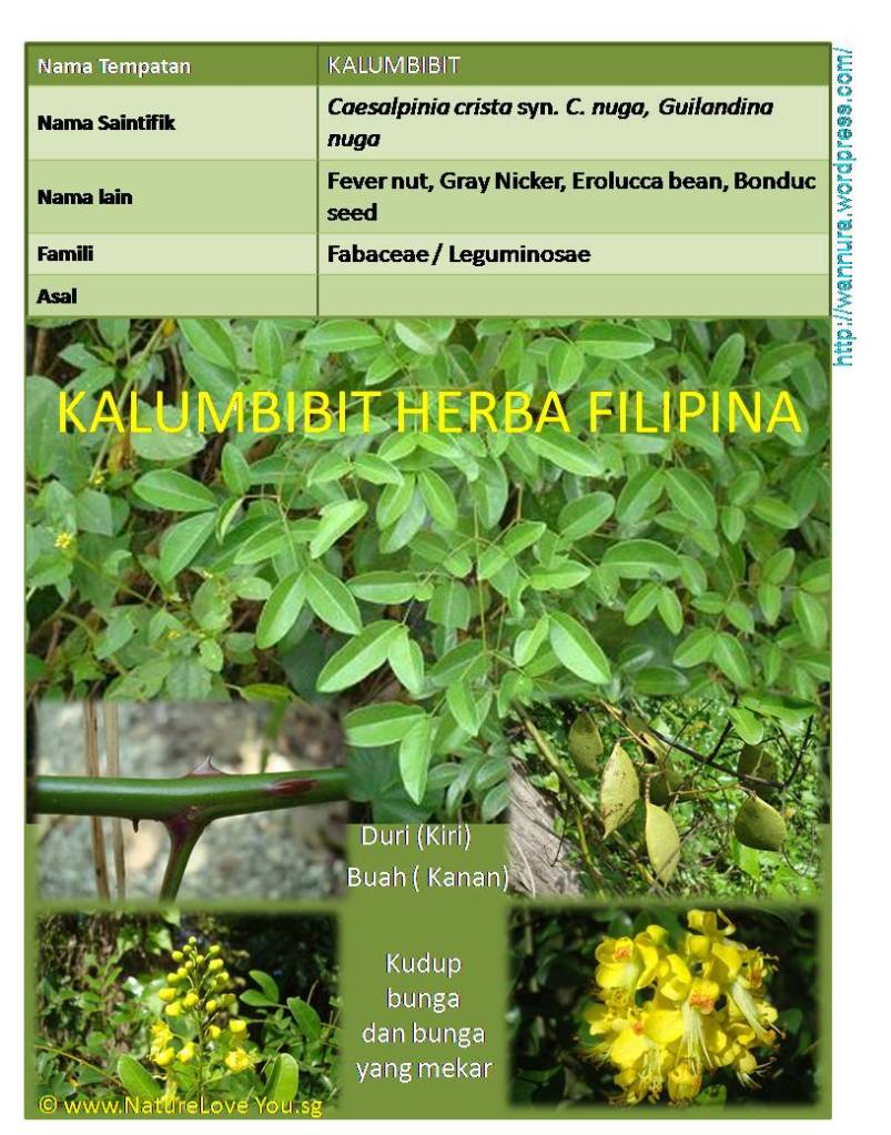 KALUMBIBIT (Caesalpinia crista) herba penawar penyakit di 