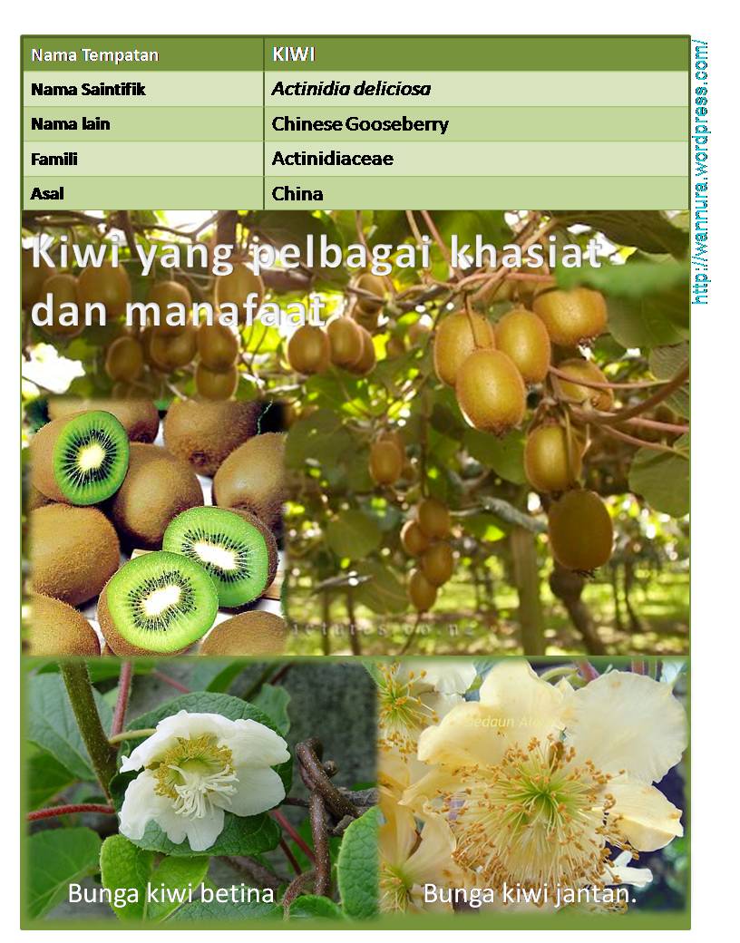 Kiwi (Actinidia deliciosa) yang pelbagai khasiat dan 